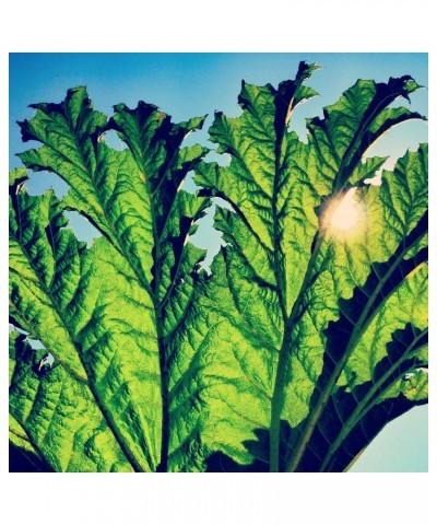 Pfarmers Gunnera Vinyl Record $7.93 Vinyl